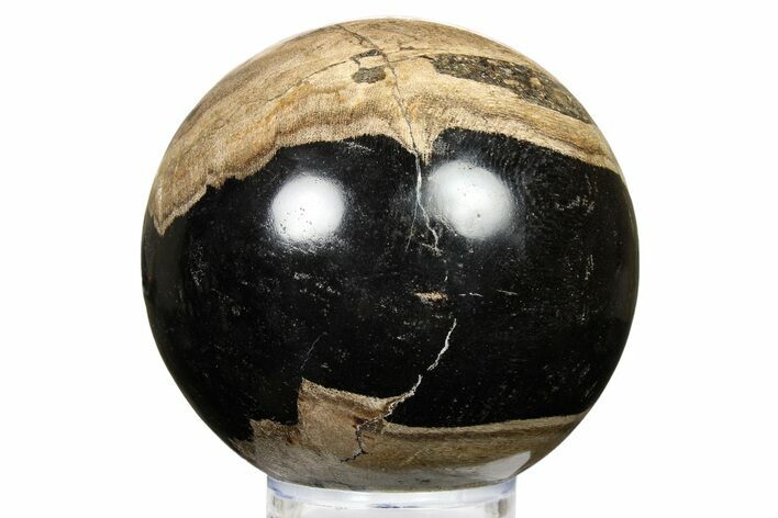 Petrified Wood (Tropical Hardwood) Sphere - Indonesia #266100